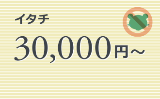 イタチ 30,000円～